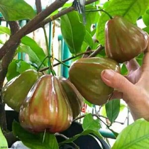 bibit buah buahan Bibit Jambu Air King Rose Super Manis Hasil Okulasi Kualitas Unggul Cocok Di Tanam Baru