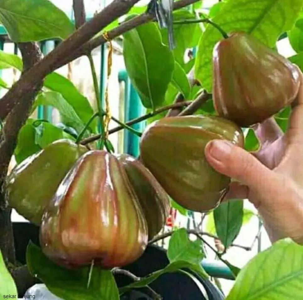 Gambar Produk bibit buah buahan Bibit Jambu Air King Rose Super Manis Hasil Okulasi Kualitas Unggul Cocok Di Tanam Baru