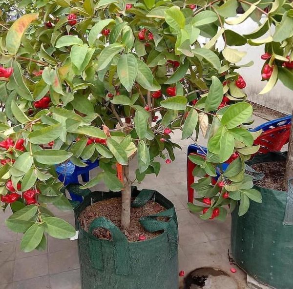 bibit buah buahan Bibit Jambu Air Menarik Hasil Cangkok Tanaman Hias Buah Kancing Citra Merah King Rose Dalhari, Pringsewu