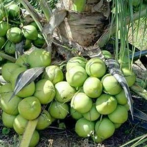 bibit buah buahan Bibit Kelapa Genjah Best Seller Tanaman Buah Entok Entog Newarrival Flores Timur