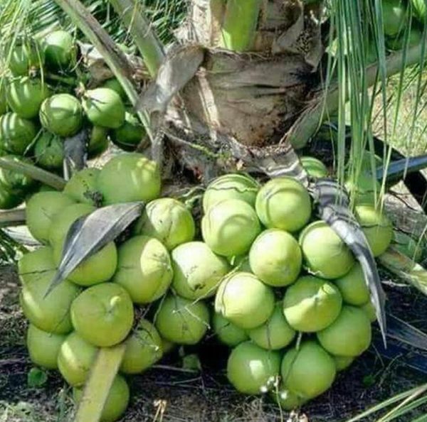 bibit buah buahan Bibit Kelapa Genjah Entok R Tanaman Buah Banda Aceh