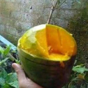 bibit buah buahan Bibit Kelapa Genjah Mangga Poso