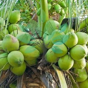 bibit buah buahan Bibit Kelapa Hibrida Tanaman Buah Hijau Super-Bibit Hybrida Maluku Tenggara