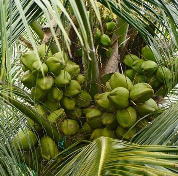 bibit buah buahan Bibit Kelapa Hibrida Terlaris Tanaman Buah Unggul, Murah, Bergaransi Cod Flores Timur