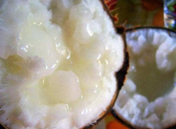 bibit buah buahan Bibit Kelapa Hijau Kopyor Genjah, Buahnya Besar, Banyak Murah Aceh Besar