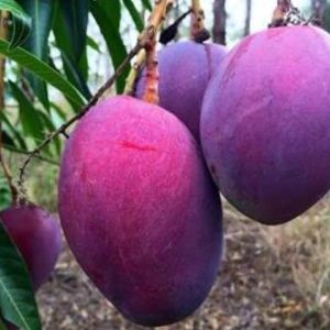 bibit buah buahan Bibit Mangga Irwin Bukittinggi