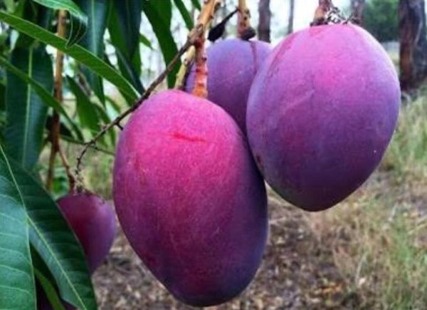 bibit buah buahan Bibit Mangga Irwin Bukittinggi