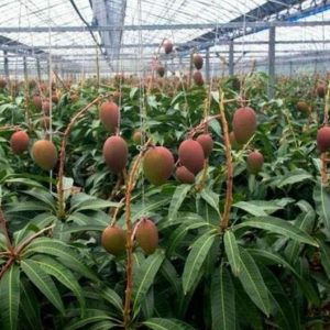 bibit buah buahan Bibit Mangga Miyazaki Import Trend Pagar Alam