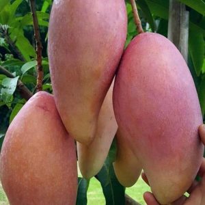bibit buah buahan Bibit Mangga Red Ivory Asli Bergaransi Malinau