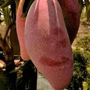 bibit buah buahan Bibit Mangga Red Ivory Harga Murah Toba Samosir