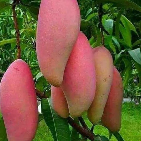 bibit buah buahan Bibit Mangga Red Ivory Harga Spesial Penukal Abab Lematang Ilir