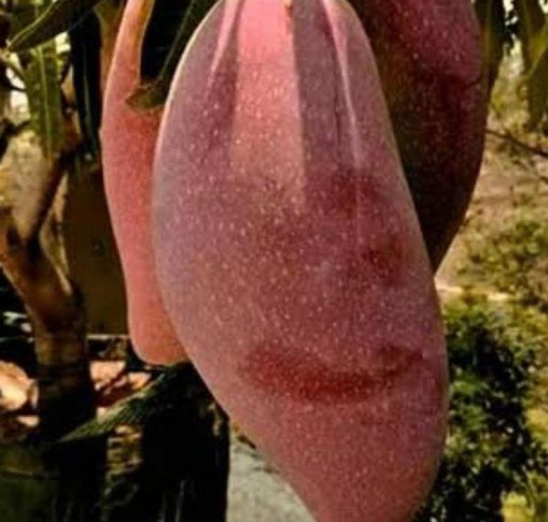 bibit buah buahan Bibit Mangga Red Ivory Menarik Mahakam Ulu
