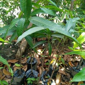 bibit buah buahan Bibit Mangga Red Ivory Original Hasil Okulasi, Dikirim Seutuhnya Tanpa Mengurangi Media Tanam Sumbawa Barat