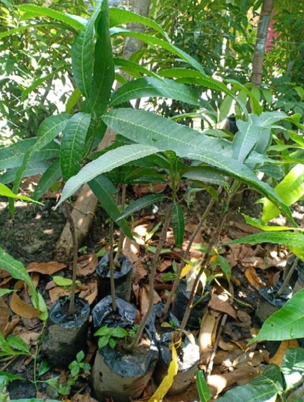 bibit buah buahan Bibit Mangga Red Ivory Original Hasil Okulasi, Dikirim Seutuhnya Tanpa Mengurangi Media Tanam Sumbawa Barat