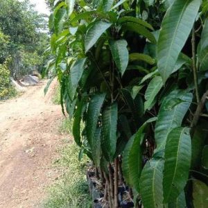 bibit buah buahan Bibit Mangga Red Ivory Stok Banyak Murah Ret Waropen