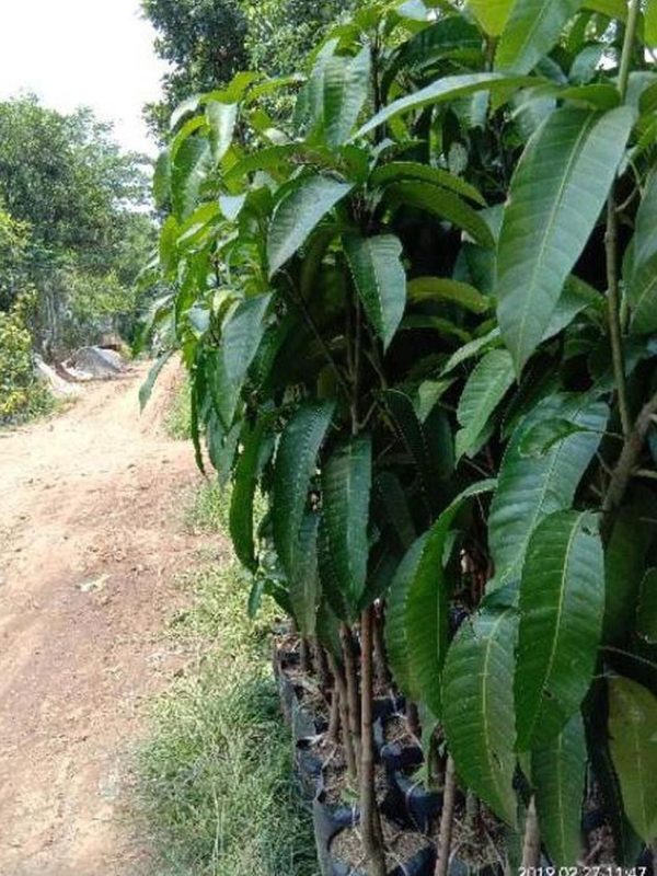 bibit buah buahan Bibit Mangga Red Ivory Stok Banyak Murah Ret Waropen