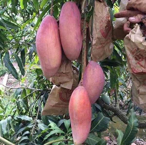 bibit buah buahan Bibit Mangga Red Ivory Tanaman Buah Asli Bergaransi Kepahiang