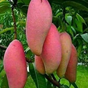 bibit buah buahan Bibit Mangga Red Ivory Tanaman Buah Bisa Untuk Tabulampot Taman Aceh Barat