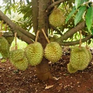 bibit buah buahan Bibit Musang King Banyak Peminat Tanaman Buah Durian Kaki Tiga Unggul, Murah, Garansi Jakarta Barat