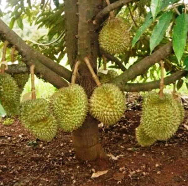 bibit buah buahan Bibit Musang King Banyak Peminat Tanaman Buah Durian Kaki Tiga Unggul, Murah, Garansi Jakarta Barat