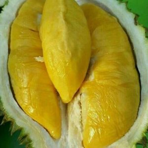 bibit buah buahan Bibit Musang King Pohon Durian Kaki Tiga Lingga