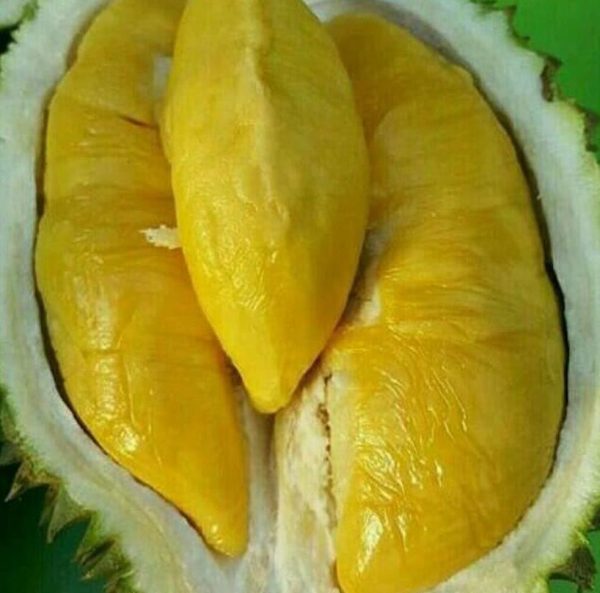 bibit buah buahan Bibit Musang King Pohon Durian Kaki Tiga Lingga
