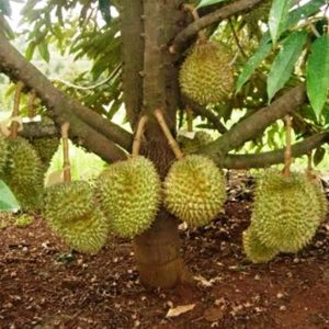 bibit buah buahan Bibit Musang King Ready Tanaman Buah Durian Kaki Tiga Unggul, Murah, Garansi Subang