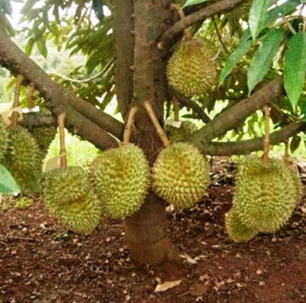 bibit buah buahan Bibit Musang King Ready Tanaman Buah Durian Kaki Tiga Unggul, Murah, Garansi Subang