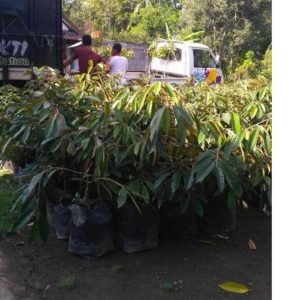 bibit buah buahan Bibit Musang King Terbaik Buah Durian Musangking Unggul Termurah Dan Terbaru Terlaris Malinau