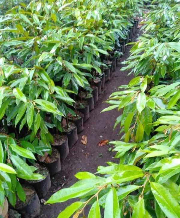 bibit buah buahan Bibit Pohon Durian Buah Montong Super Jumbo Konawe Kepulauan