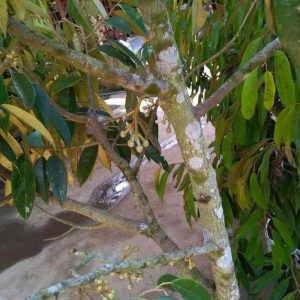 bibit buah buahan Bibit Pohon Durian Buah Montong Super Jumbo Sambung Pendek Lamandau