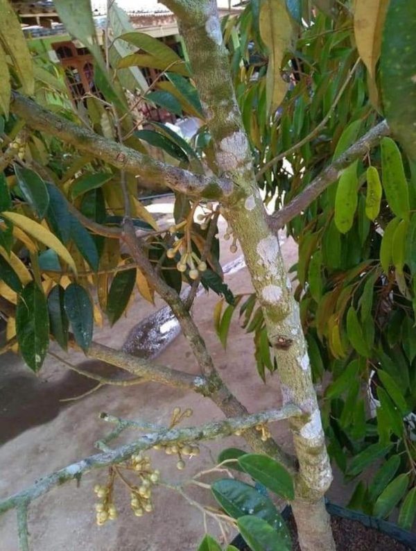 bibit buah buahan Bibit Pohon Durian Buah Montong Super Jumbo Sambung Pendek Lamandau