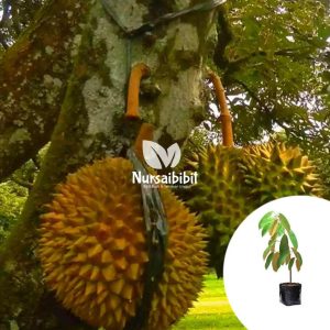 bibit buah buahan Bibit Pohon Durian Buah Montong Thailand Original Sibolga