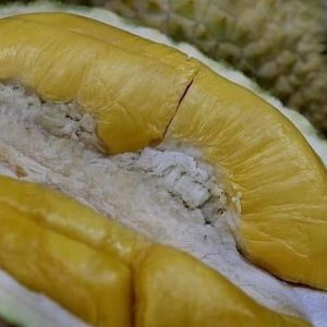 bibit buah buahan Bibit Pohon Durian Buah Musangking Super Unggul Toraja Utara