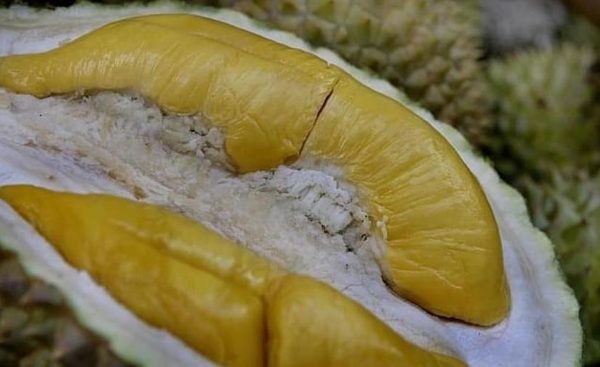 bibit buah buahan Bibit Pohon Durian Buah Musangking Super Unggul Toraja Utara