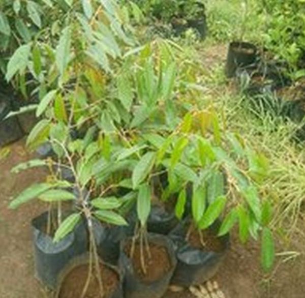 bibit buah buahan Bibit Pohon Durian Buah Tanaman Monthong Okulasi Montong Duren Labuhanbatu Utara
