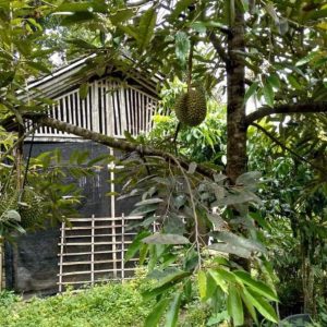 bibit buah buahan Bibit Pohon Durian Buah Tanaman OcheDuri Hitam Muna