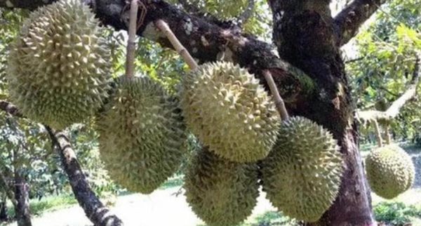 bibit buah buahan Bibit Pohon Durian Tanaman Buah Montong Kebumen