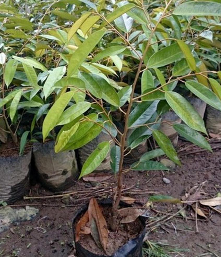 Gambar Produk bibit buah buahan Bibit Pohon Durian Tanaman Montong Monthong Duren Cane Buah Super Pesisir Selatan