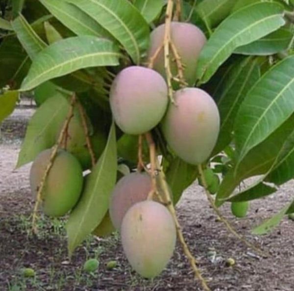bibit buah buahan Bibit Pohon Mangga Terlaris Gedong Gincu Super Okulasi Berkualitas Hari Ini Makassar