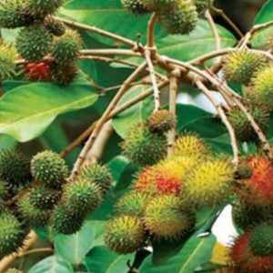 bibit buah buahan Bibit Rambutan Rapiah BenihBibit - Tanaman Buah Unggul Murah Mimika