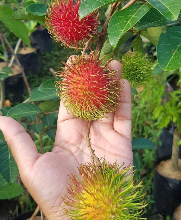 bibit buah buahan Bibit Rambutan Rapiah Hasil Cangkok Tanaman Buah Merah Binjai Binjay Musi Rawas