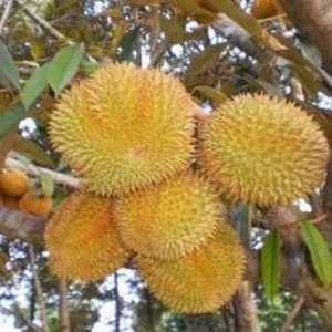 Bibit Buah Buahan Durian Musang King - Super Unggul Tidore Kepulauan