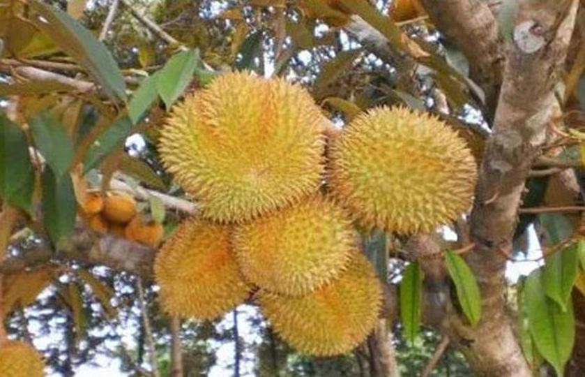 Gambar Produk Bibit Buah Buahan Durian Musang King - Super Unggul Tidore Kepulauan