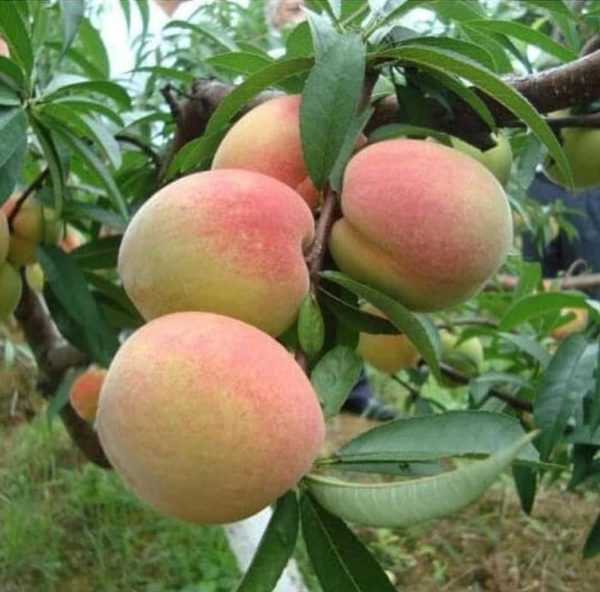 Bibit Buah Cangkok Tanaman Persik Peach Hasil Termurah Teluk Bintuni