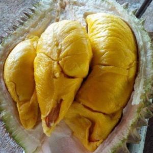 Bibit Buah Dalam Durian Musangking Okulasi Bisa Di Tanam Gayo Lues