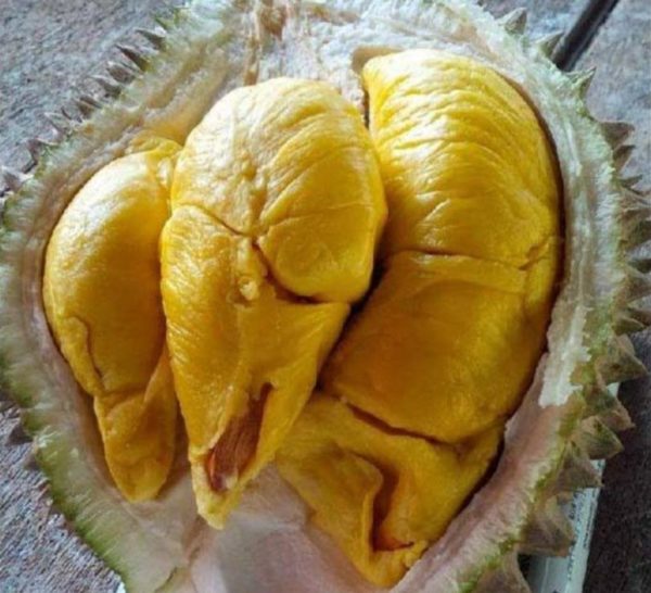 Bibit Buah Dalam Durian Musangking Okulasi Bisa Di Tanam Gayo Lues