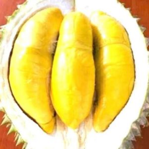 Bibit Buah Dalam Durian Musangking Okulasi Bisa Di Tanam Tapanuli Utara