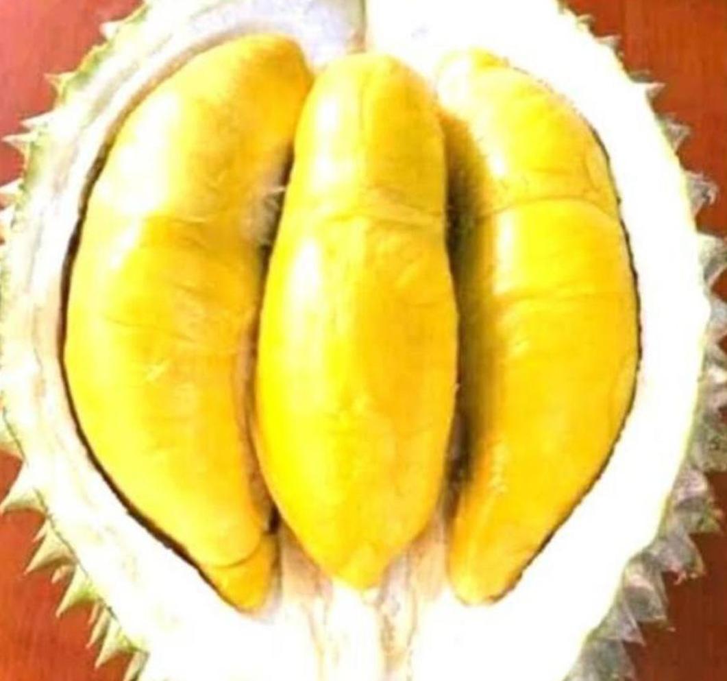 Gambar Produk Bibit Buah Dalam Durian Musangking Okulasi Bisa Di Tanam Tapanuli Utara