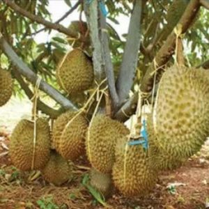 Bibit Buah Dalam Li Tanaman Bisa Berbuah Durian Montong Super Karangasem